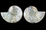 Cut & Polished Ammonite Fossil - Agatized #88387-1